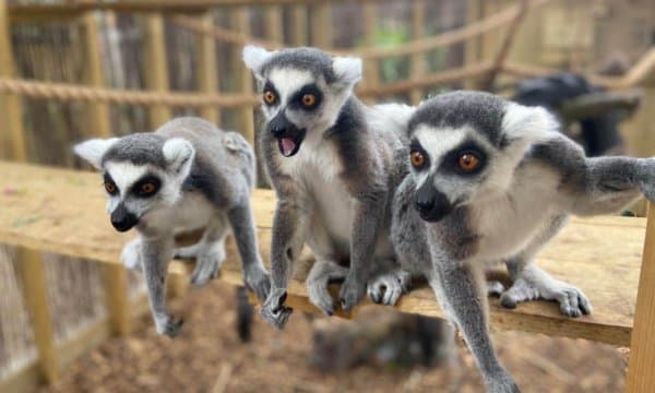 Lemurs